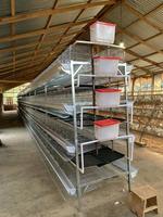 Nouveau système de cages à poulets automatiques de type H avec convoyeur de collecte des œufs, ligne d'alimentation et système d'abreuvement pour usage agricole