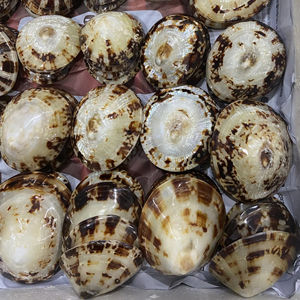 Decorative Vietnam oval limpet seashell for interior <b>wall</b> cladding luxury tile accents featuring selected polished sea shells - Product Image 1