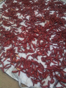 Fournisseur vietnamien proposant du piment séché pour les commandes importantes avec une capacité stable et une qualité constante du piment séché - Product Image 6