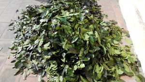 Graviola (Corossol) 100% biologique séchée naturellement au meilleur prix, fabriquée au Vietnam - Product Image 3