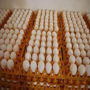 Œufs de poule blancs de première qualité, frais de la ferme, vente en gros à prix abordable, exportation mondiale du Royaume-Uni - Product Image 1