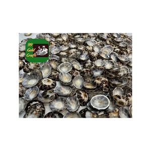 CONCHAS DE LIMPET NATURALES PULIDAS CONCHA DE MAR ECOLÓGICA DE VIETNAM PARA ARTESANÍA DECORATIVA Y DISEÑO DEL HOGAR AL POR MAYOR - Product Image 6