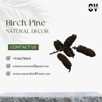 Bunga Kering Kosmik Berkualitas Tinggi Grosir Organik Birch Pine untuk Wisuda, Halloween, Hari Ibu, Pernikahan, Hari Valentine