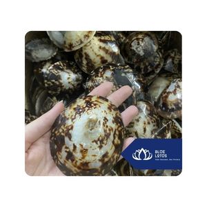 Conchas marinas pulidas de alta calidad, concha ovalada de limpias, artesanía de Vietnam - Product Image 1
