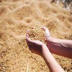 Farine de soja fermentée en gros pour l'alimentation des volailles, complexe enzymatique à base de farine de soja, fabriqué en Chine, à vendre - Product Image 1