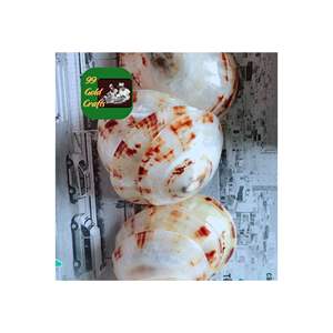 COQUILLES DE LIMPET POLI DU VIETNAM COQUILLES DE MER OVALES NATURELS POUR LA DÉCORATION ET LA VENTE EN GROS DE BIJOUX D'ART EN RÉSINE - Product Image 5