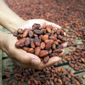 Top-Grade Fermented Cocoa <b>Beans</b> Rich Flavor Natural Sun-Dried Raw Chocolate Raw Material Bulk Supply for Export and Wholesale - Product Image 3