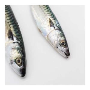 Maquereau de l'Atlantique congelé de qualité supérieure, surgelé et idéal pour les supermarchés et les importateurs - Product Image 5