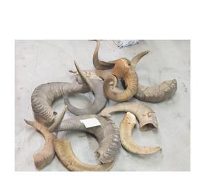 Décor de table utiliser Shofar corne fait à la main fabriqué à la main véritable corne de mouton 100% fait à la main meilleure qualité corne de mouton Table de fête ont été utilisés - Product Image 5