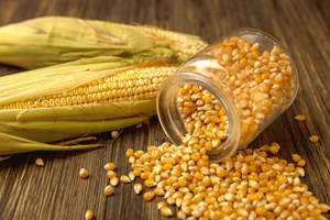 Granos Secos de Alta Calidad, Limpios, a Granel, para Aplicaciones Alimentarias Humanas, para Hornear Masa de Tortilla, Diversos Usos como Alimento para Ganado, Vinagre - Product Image 6