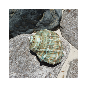 Vente chaude Naturel Poli Coquillage Vert Turbo Shell Artisanat Souvenir ou Produit de Style Animal - Product Image 1
