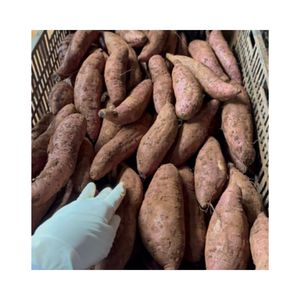 PATATE DOUCE SUPÉRIEURE POUR L'EXPORTATION AU JAPONAIS AU MEILLEUR PRIX PATATE DOUCE FRAIS AU VIETNAM 99 DONNÉES D'OR - Product Image 5