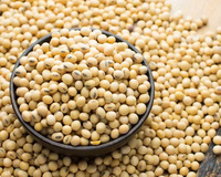 Soja jaune de haute qualité séché prêt à expédier idéal pour la santé emballage en vrac d'alimentation animale vente en gros Kim Long Vietnam