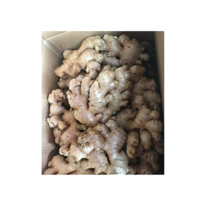 Gingembre frais récolté au Vietnam Parfait pour l'assaisonnement culinaire et rehausser la saveur des plats salés - Product Image 5