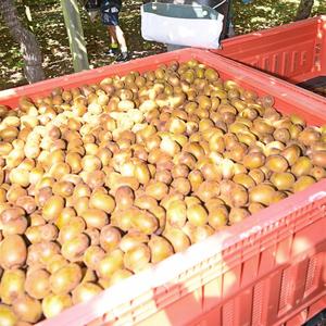 กีวีเกรดพรีเมียม ออร์แกนิค 100% สดใหม่ พันธุ์เฮย์เวิร์ด คลาส 1 ความหวานสูง 9.5+ เกรดส่งออก ผลสุก ขายส่ง - Product Image 6