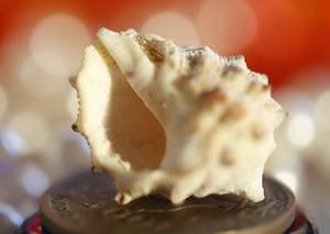 Conchas marinas naturales seleccionadas a mano: varios tamaños, decorativas, artesanales, a granel, ecológicas, formas únicas, calidad superior - Product Image 6