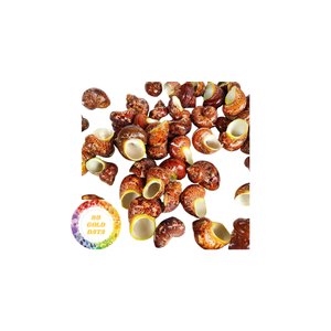 Venta al por mayor de conchas marinas Turbo Bugress naturales para decoración, acuario o uso artesanal exportador de Vietnam - Product Image 4