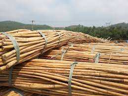 Bastón de mimbre pulido, calidad prémium, para el precio competitivo de Japón - Product Image 2