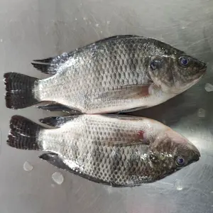 Großhandel Meeresfrüchte hochwertiger frischer Fisch gefroren ganz Tilapia Frankreich