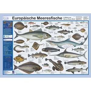 Mapa de Peces Marinos Europeos en Formato DIN A1, Hecho de Papel, en Alemán - Product Image 1