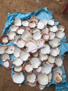 Pétoncles en coquille de mer pour la décoration intérieure du Vietnam-Exportation de coquilles Saint-Jacques en grande quantité avec le meilleur prix KEVIN + 84968311314 - Product Image 5