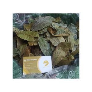 Feuilles de corossol séchées de qualité supérieure 100% fabriquées au Vietnam, feuilles vertes de graviaola séchées, corossol - Product Image 1