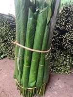 DONG LEAF WRAP ALIMENTAIRE AVEC ENVIRONNEMENT ET PAS CHER PRIX DU VIETNAM