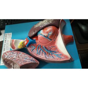 Modèle anatomique en PVC des poumons et du cœur humains, modèle d'organe scientifique médical pour la formation en école de médecine - Product Image 3