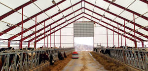 Hangar à structure en acier avec zone d'alimentation et ventilation sur le toit pour ferme laitière ou vache bovine - Product Image 2