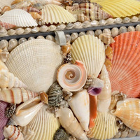 Boîtes de rangement de bibelots pour montres avec coquillages aléatoires couverts boîte à bijoux artisanale de village en bord de plage vente en gros