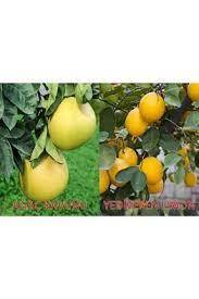5 semi di semi di raccolto biologico raro semi di cedro giallo di qualità