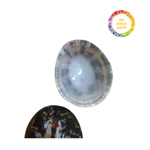 Las cáscaras de Lapa naturales se limpian y clasifican por tamaño adecuado para la recolección de envases a granel y el uso general sin consumo - Product Image 6