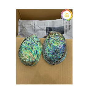 Concha de abulón, Material de mar Natural de Vietnam para decoración de joyería, Diseño Artesanal y exportación internacional al por mayor - Product Image 2