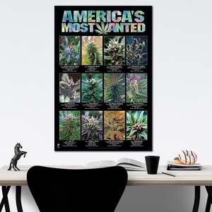 America's Most Wanted <b>Poster</b> Modern Design Style Black Frame Paper Material Marijuana Strains Wall Art - Product Image 3