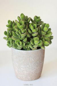 Pot en béton Jardinière en ciment moderne durable pour plantes d'intérieur et d'extérieur Idéal pour la décoration de jardin et de balcon de bureau à domicile - Product Image 5