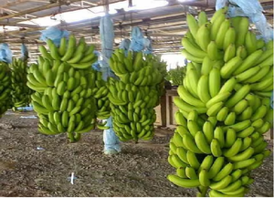 Delicioso Sabor FRESCO, Bananas Cavendish Verdes Orgánicas 100% de Alta Calidad, 20 kg, Precios Económicos para Venta Caliente - Product Image 2