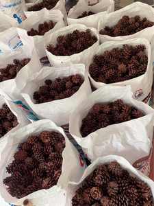 Conos de pino secos naturales para decoración del hogar y manualidades, conos de pino, decoraciones, mesa, árbol de Navidad, manualidades, decoración del hogar de Navidad - Product Image 4