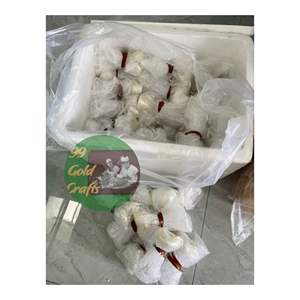 Servilleteros de concha marina de lujo Naturaleza artesanía creativa Conchas de lujo Impresionante concha marina hecha a mano 99 DATOS dorados VIETNAM - Product Image 1