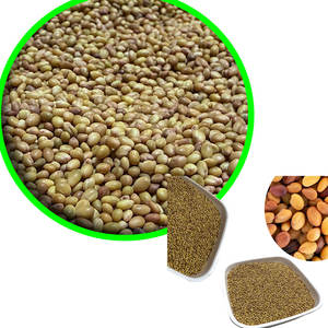 Berseem Clover | Demanda anual en cadenas de suministro de piensos - Product Image 1