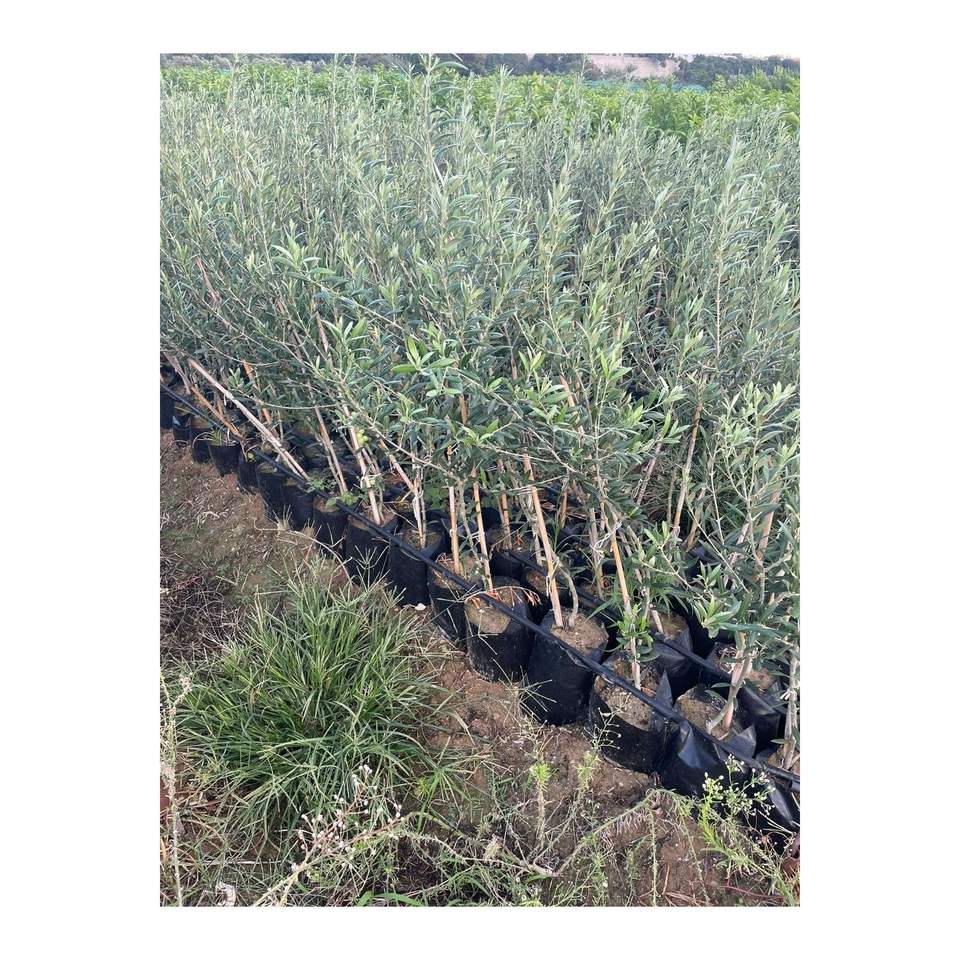Arbequina Dwarf Spanish Olive Sapling for Oil Production 2 Years Old
