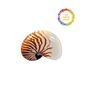 Concha Nautilus de cámara de alta calidad, suministros naturales al por mayor para accesorios de decoración y fabricación de joyas - Product Image 4