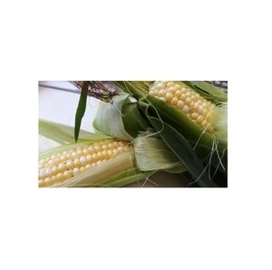 ข้าวโพดขาวเหลืองออร์แกนิคคุณภาพสูง 100% ข้าวโพดแห้งพรีเมียม ขายส่งโดยตรง - Product Image 6