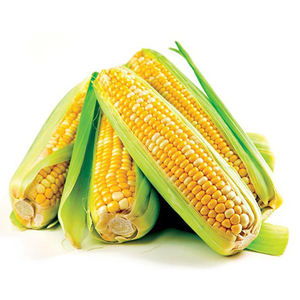 MAÍZ DULCE LIMPIO/LISTO PARA COMER/INGREDIENTES PUROS/BUENZA VEGANA - Product Image 1