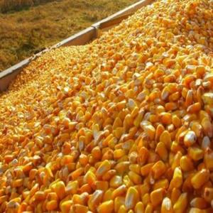 Vente de grains de maïs jaune pour l'alimentation animale / Maïs pour l'alimentation animale - Product Image 1