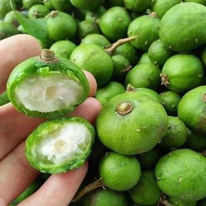 ผลไม้ดราคอนโตเมโลนแช่แข็งเกรดสูง/รสเปรี้ยวตามธรรมชาติ/บรรจุภัณฑ์ OEM มีอยู่/ส่งออกจำนวนมาก - Product Image 1