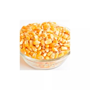 Nouvelle culture de maïs blanc séché de qualité humaine et animale pour la consommation de volaille et de bétail - Product Image 4