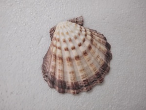 Conchas de mar multicolores naturales adecuadas para usar como colgantes por diseñadores de joyas ideales para reventa - Product Image 6