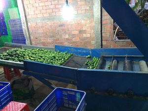 Limas verdes sin semillas jugosas orgánicas de primera calidad Fruta fresca de alta calidad en embalaje a granel - Product Image 5