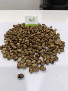 Graines de ricin à haute teneur en protéines et bonnes fibres - Product Image 6