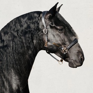 Licol en cuir noir-Passepoil verni avec plaque signalétique de cheval gravée pliable - Product Image 5